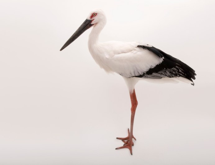 Ciconia boyciana