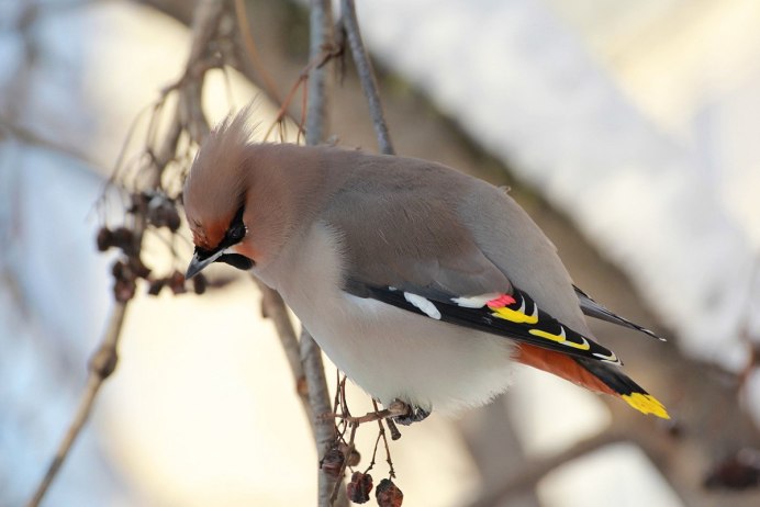 Свиристель (Bombycilla garrulus)