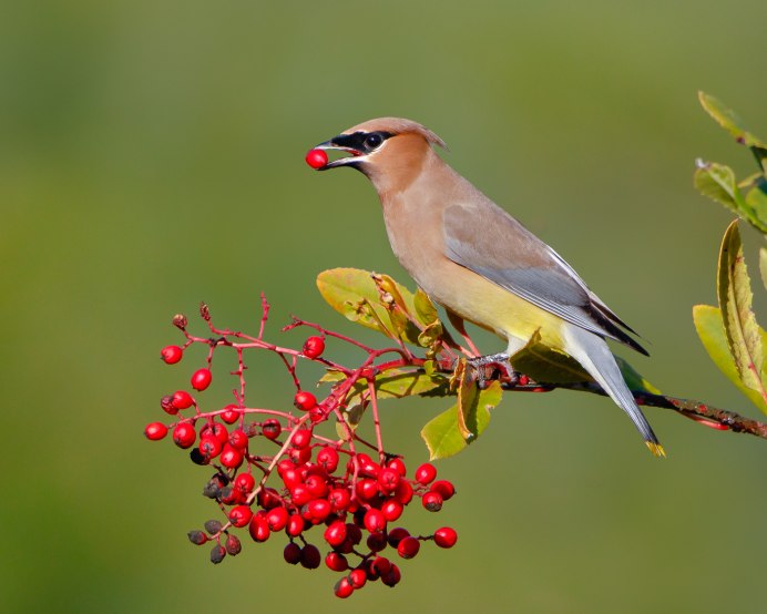 Свиристель - Waxwing