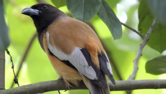 Hooded Pitohui Diet