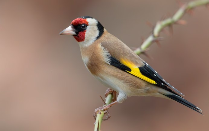Щегол черноголовый Carduelis