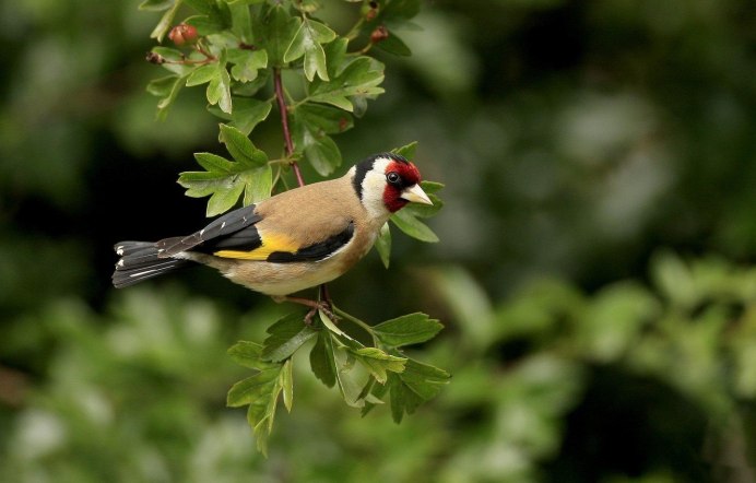 Щегол (Carduelis Carduelis)