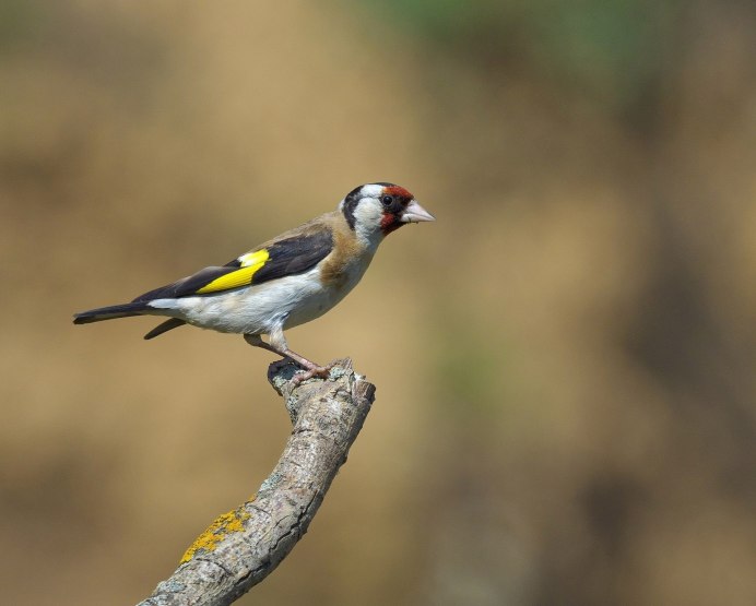 Щегол черноголовый Carduelis Carduelis