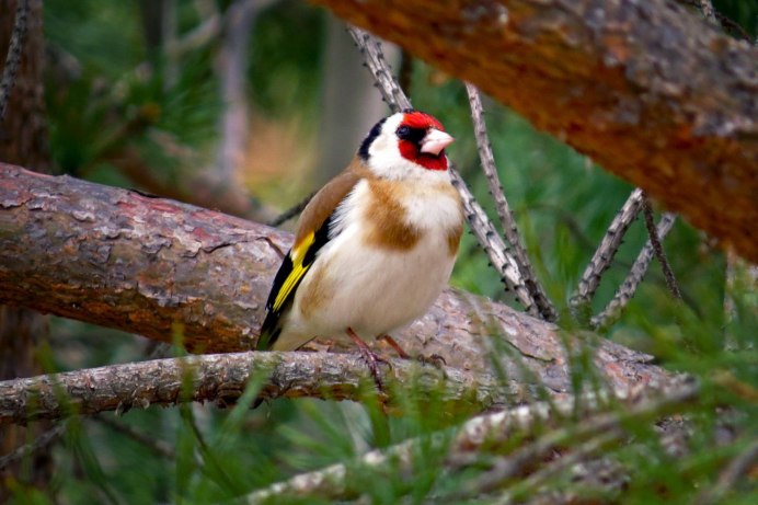 Щегол черноголовый Carduelis Carduelis