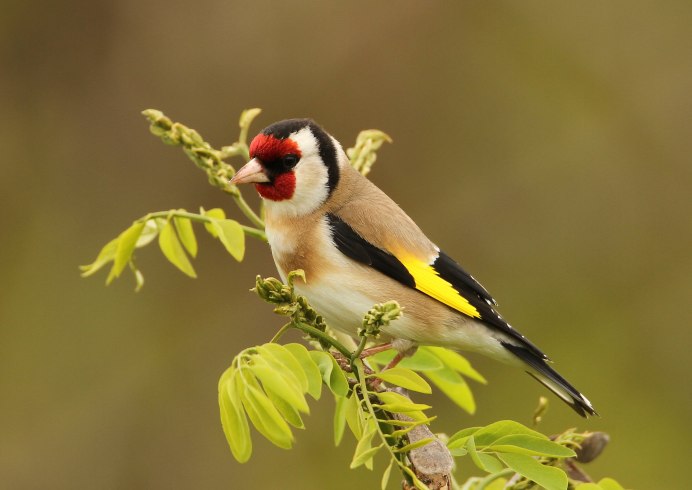 Щегол (чёрноголовый щегол) (Carduelis Carduelis)