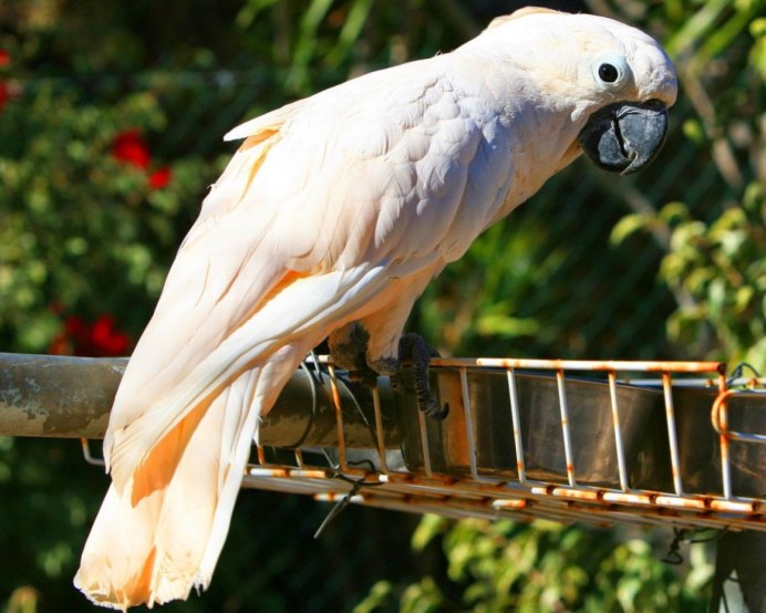 Moluccan Cockatoo