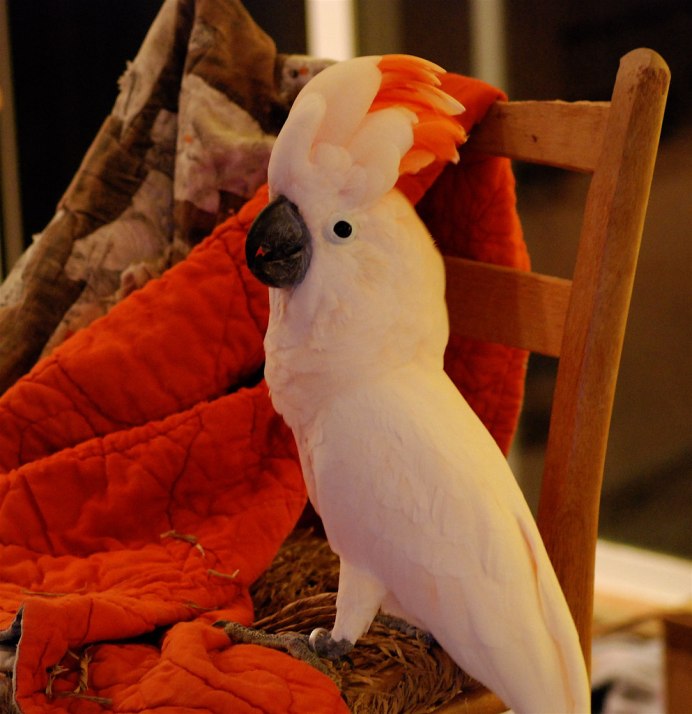 Moluccan Cockatoo