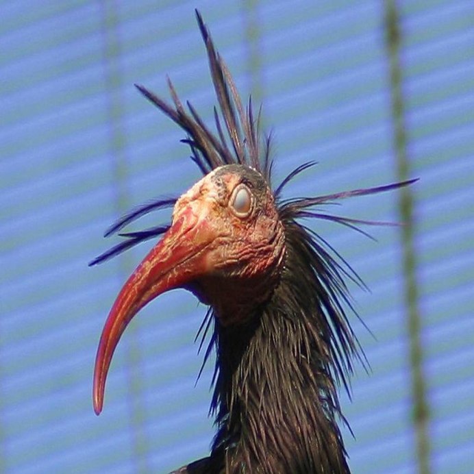 Уродливые птицы