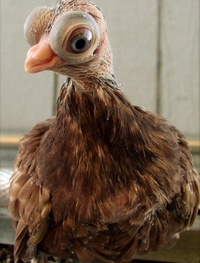 Leptoptilos robustus