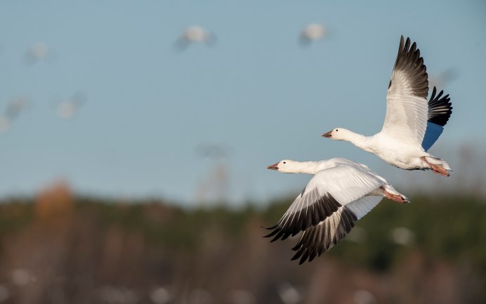 Branta canadensis