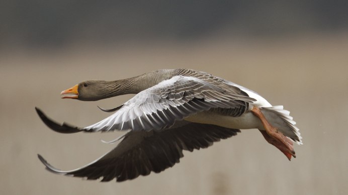 Flying Goose