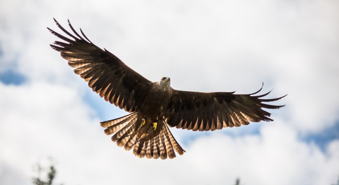 Aquila chrysaetos