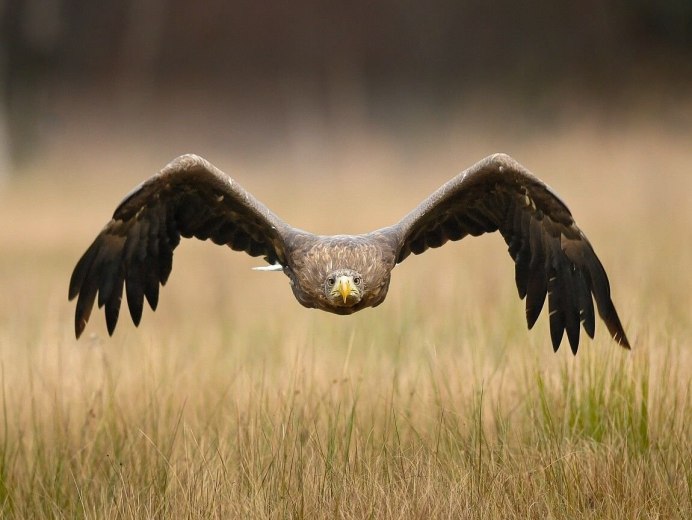 Aquila chrysaetos