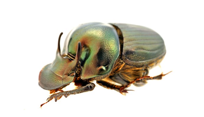 Onthophagus (Palaeonthophagus) gibbulus