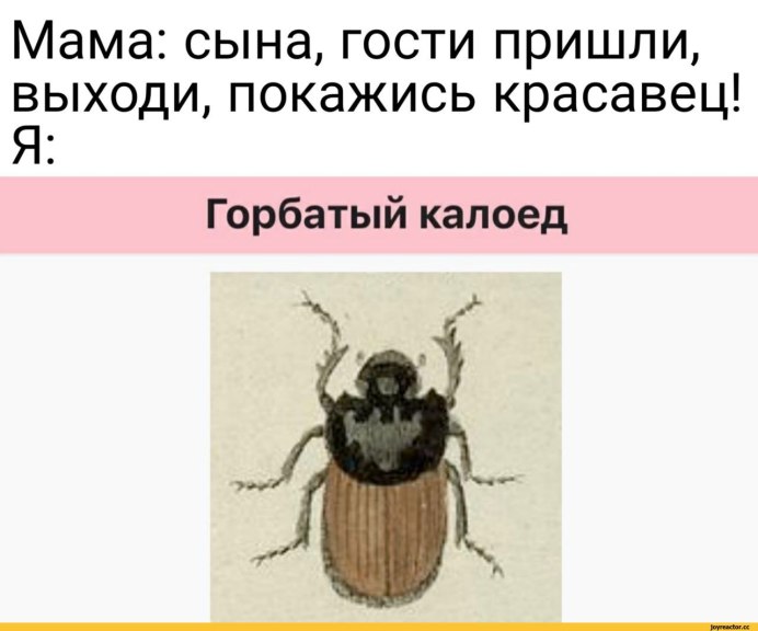 Горбатый калоед Мем