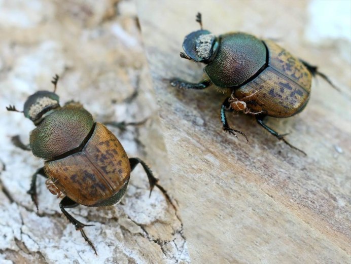 Onthophagus Taurus Жук