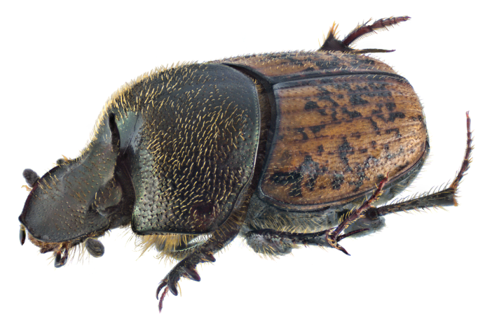 Onthophagus ovatus