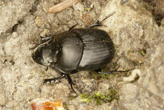 Onthophagus bifasciatus