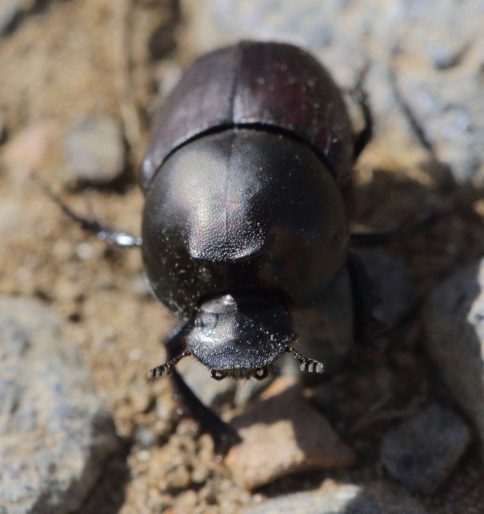 Onthophagus (Onthophagus) bivertex