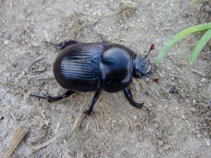 Onthophagus monstrosus