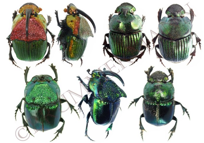 Onthophagus Taurus Жук