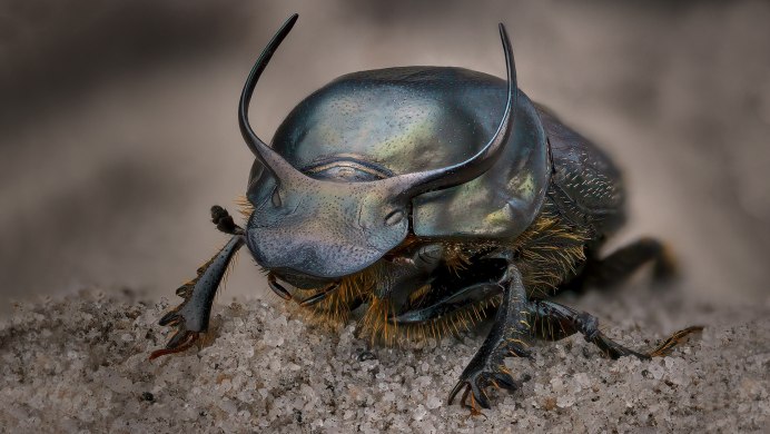 Жуками родов Onthophagus.