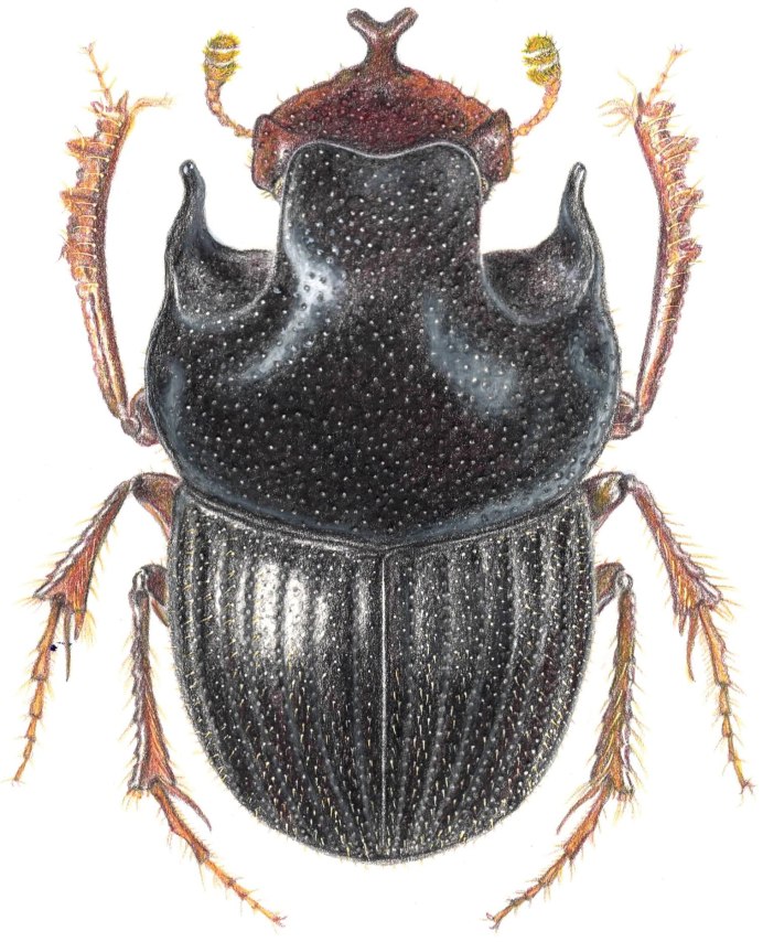 Onthophagus Coenobita