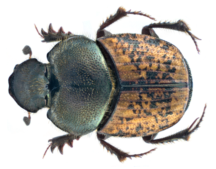 Onthophagus sulcicollis