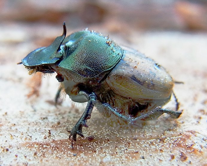 Onthophagus ovatus
