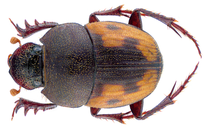 Onthophagus marginalis