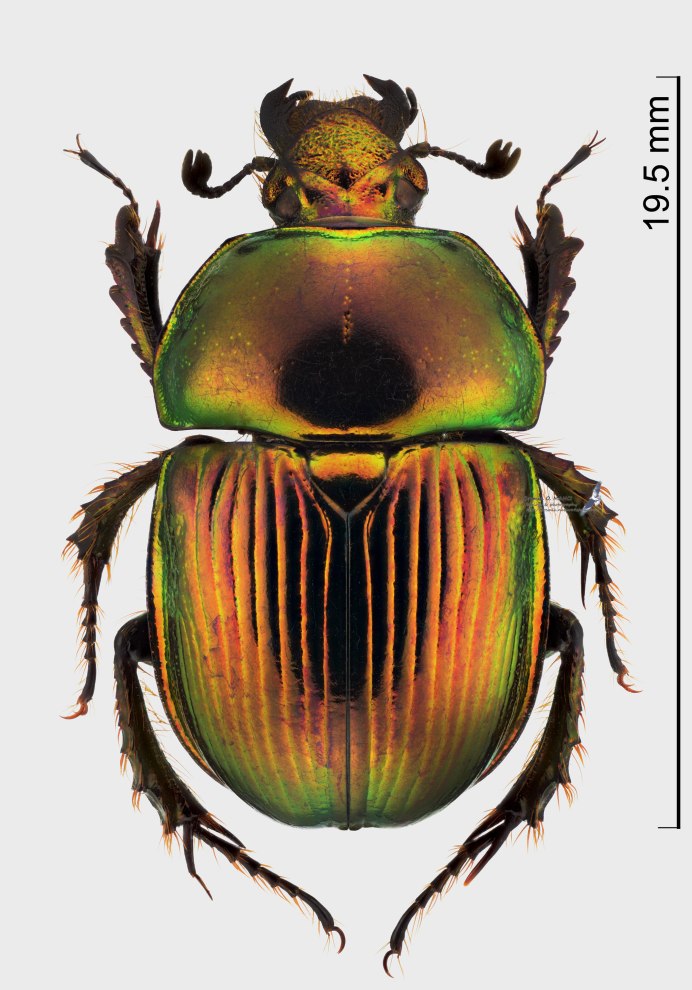 Dung Beetle (Onthophagus Coenobita)