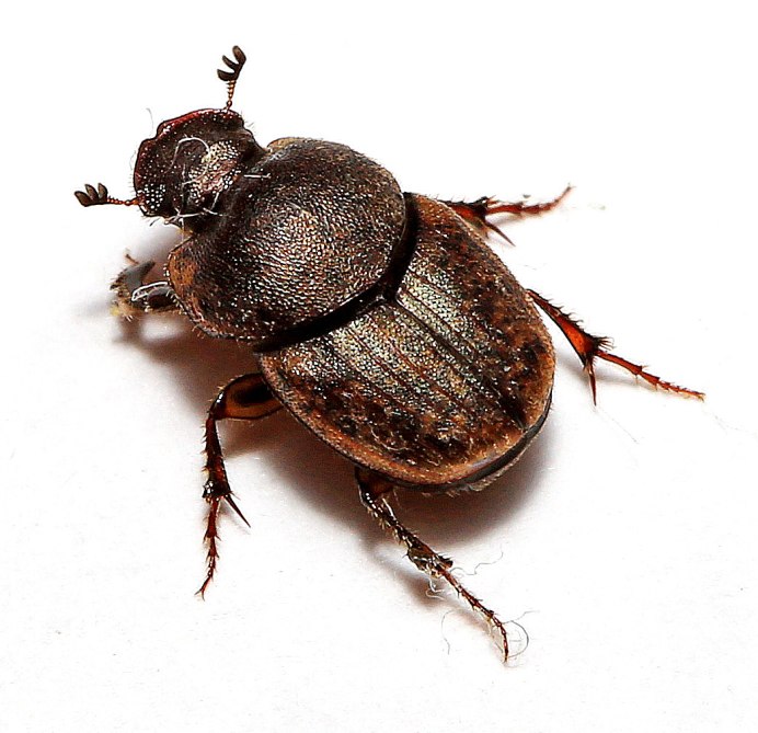 Onthophagus gibbulus