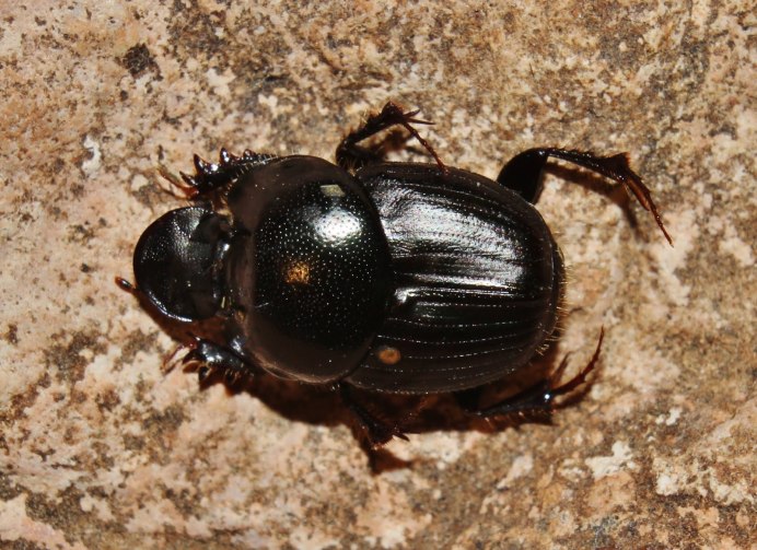 Onthophagus marginalis