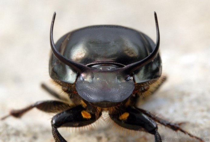 Onthophagus Gazella