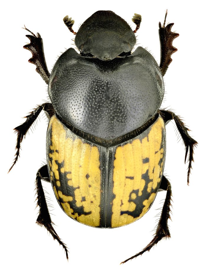 Onthophagus marginalis