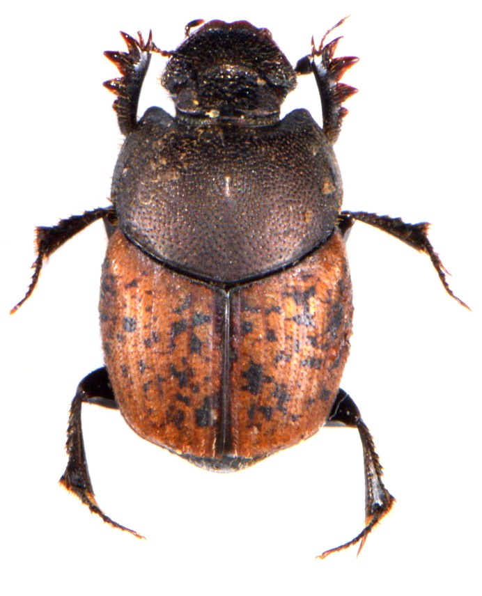 Phelotrupes местоположение