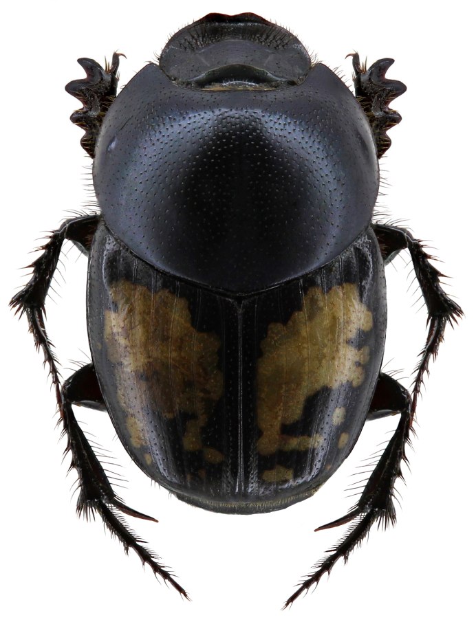 Onthophagus Taurus