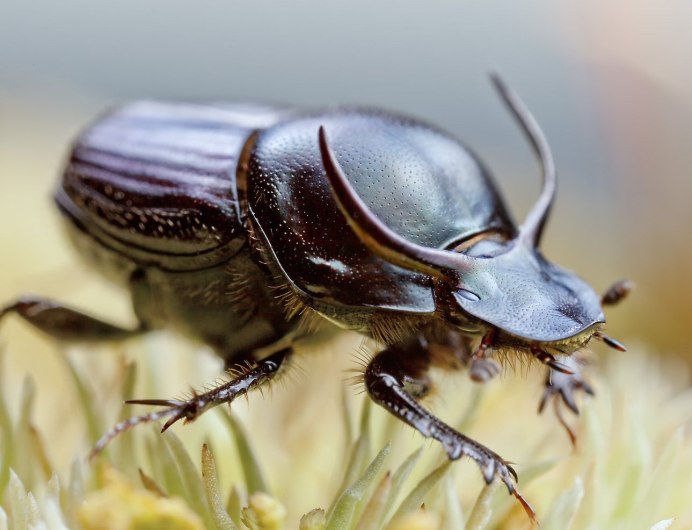 Жук-навозник Onthophagus Taurus