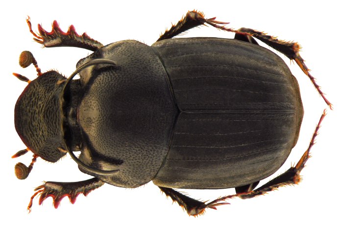 Onthophagus Taurus