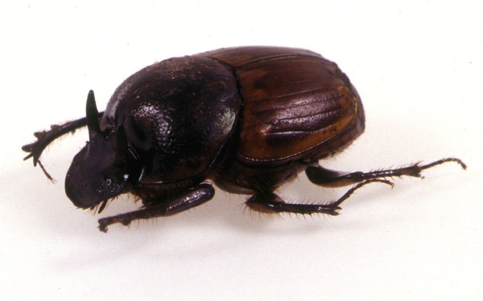 Жук-навозник вида Onthophagus Taurus.