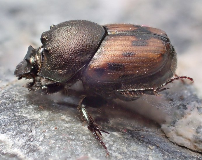 Onthophagus bifasciatus