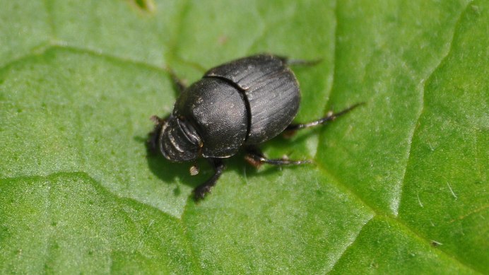 Onthophagus verticicornis