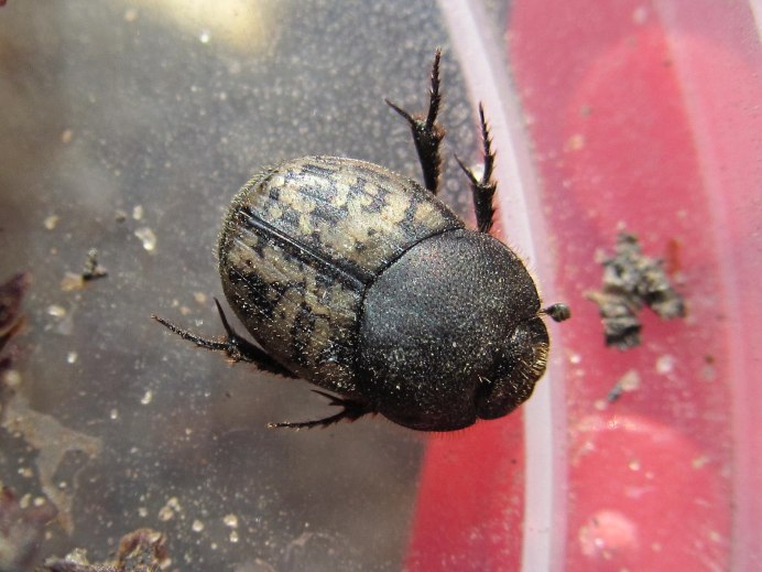 Домашние жуки Coleoptera