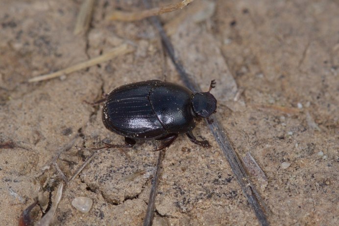Onthophagus luridipennis