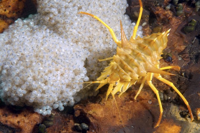 Eulimnogammarus verrucosus
