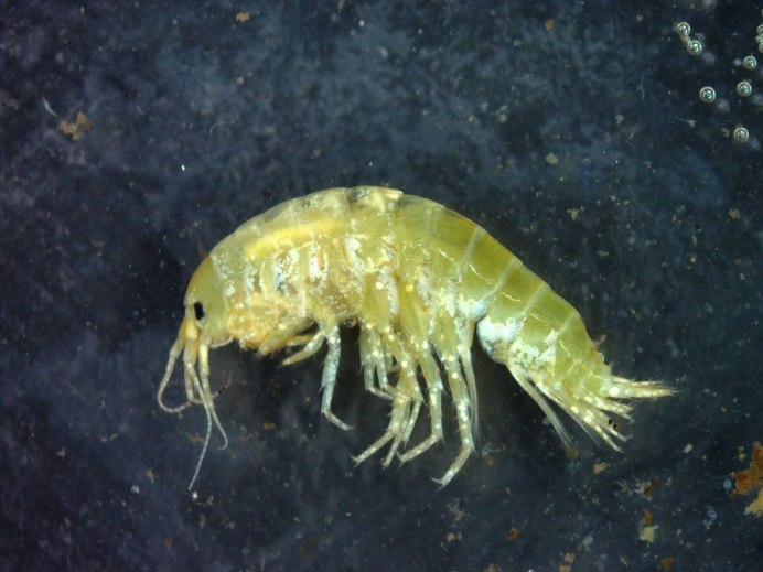 Acanthogammarus бокоплав