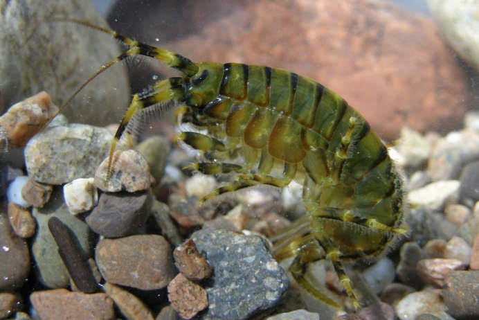 Гаммарус p. rectirostris с длинными антеннами