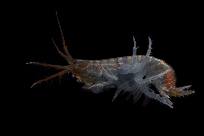 Мормыш Байкальский