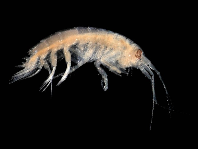 Eulimnogammarus verrucosus