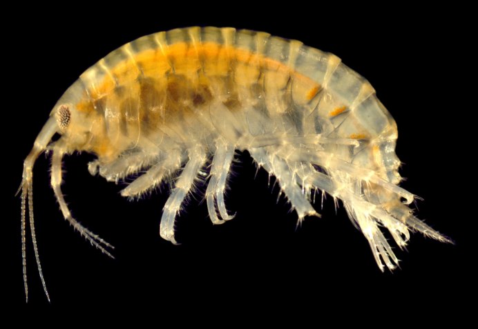 Eulimnogammarus verrucosus